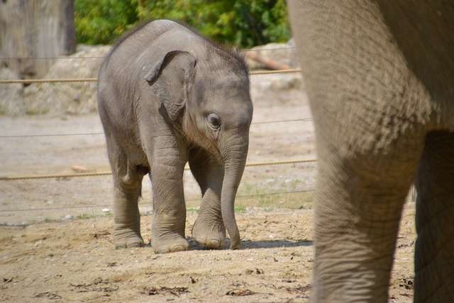 What Is a Baby Elephant Called?