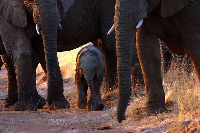 Elephant calf being protected by herd members