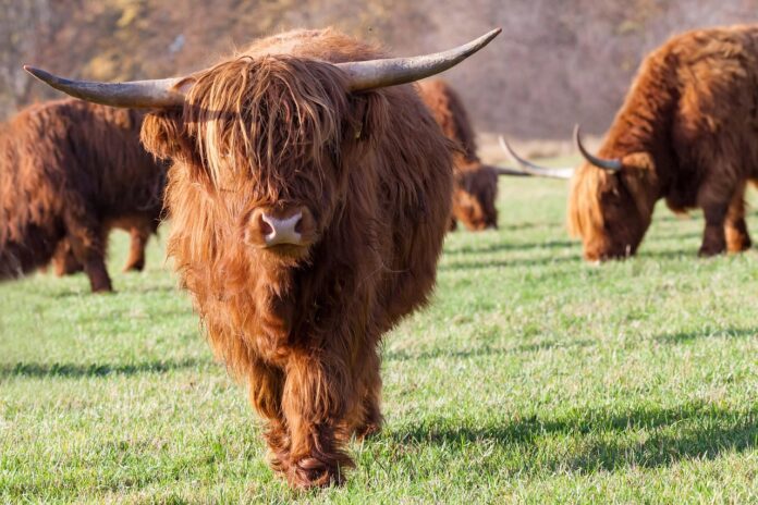 10 Amazing Reasons to Adopt a Highland Cow