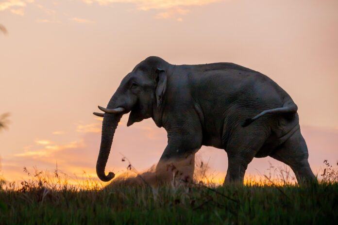 21 Interesting Facts About Elephants in Thailand