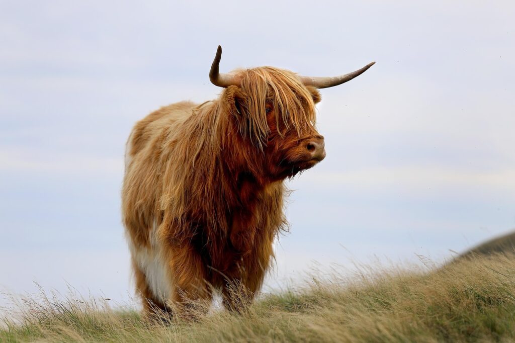 Benefits of Adopting a Highland Cow