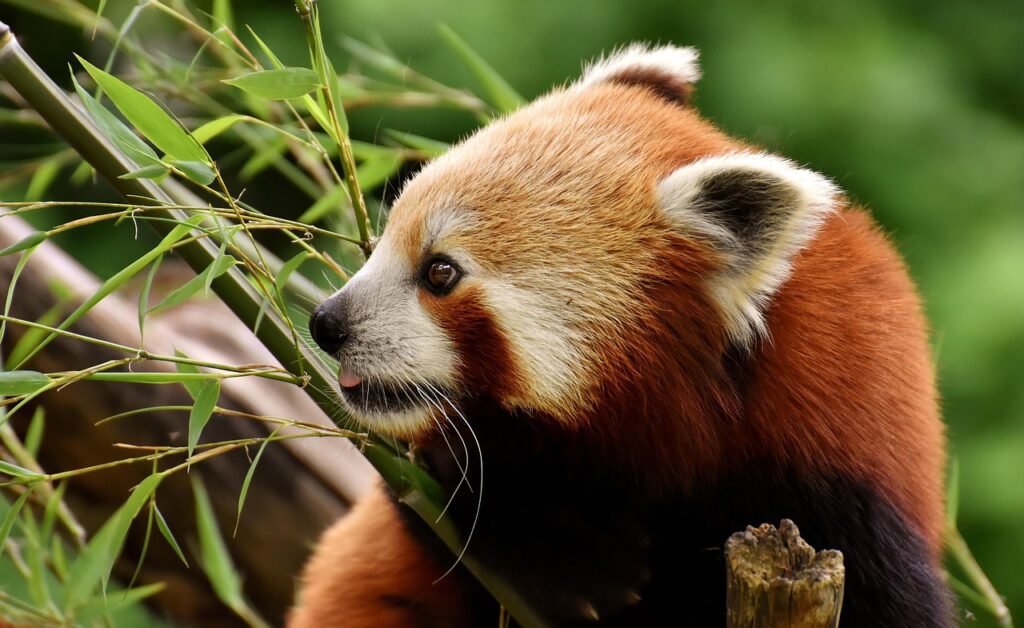 Diet and Eating Habits If Lesser Panda