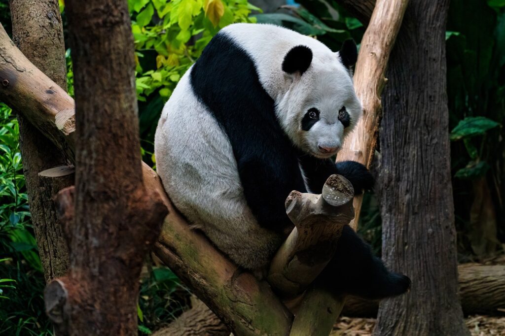 Differences Between Red Panda and Giant Panda