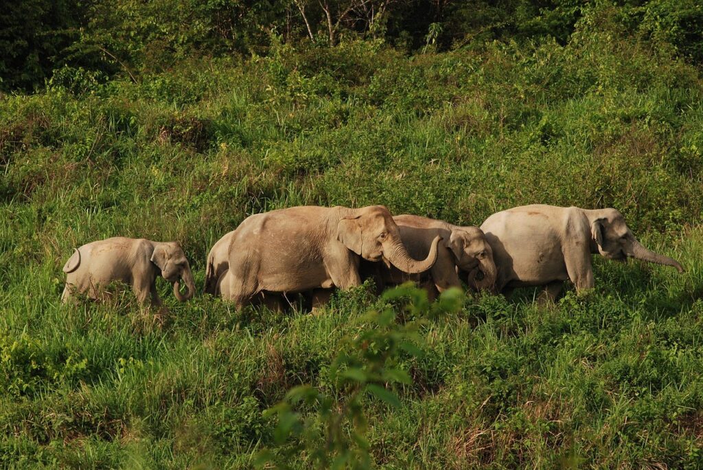 Elephant Sanctuaries in Thailand