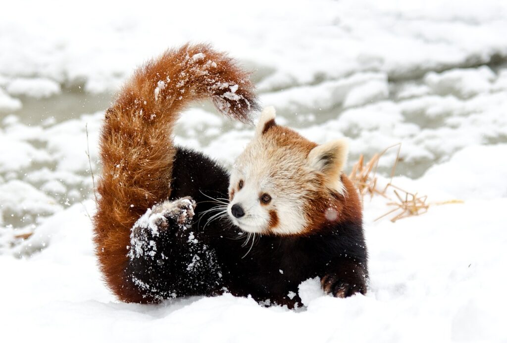 Fun Facts About Lesser Pandas