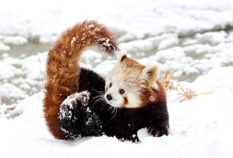 10 Amazing Facts About the Lesser Panda You Didn’t Know - Wildlifepedia