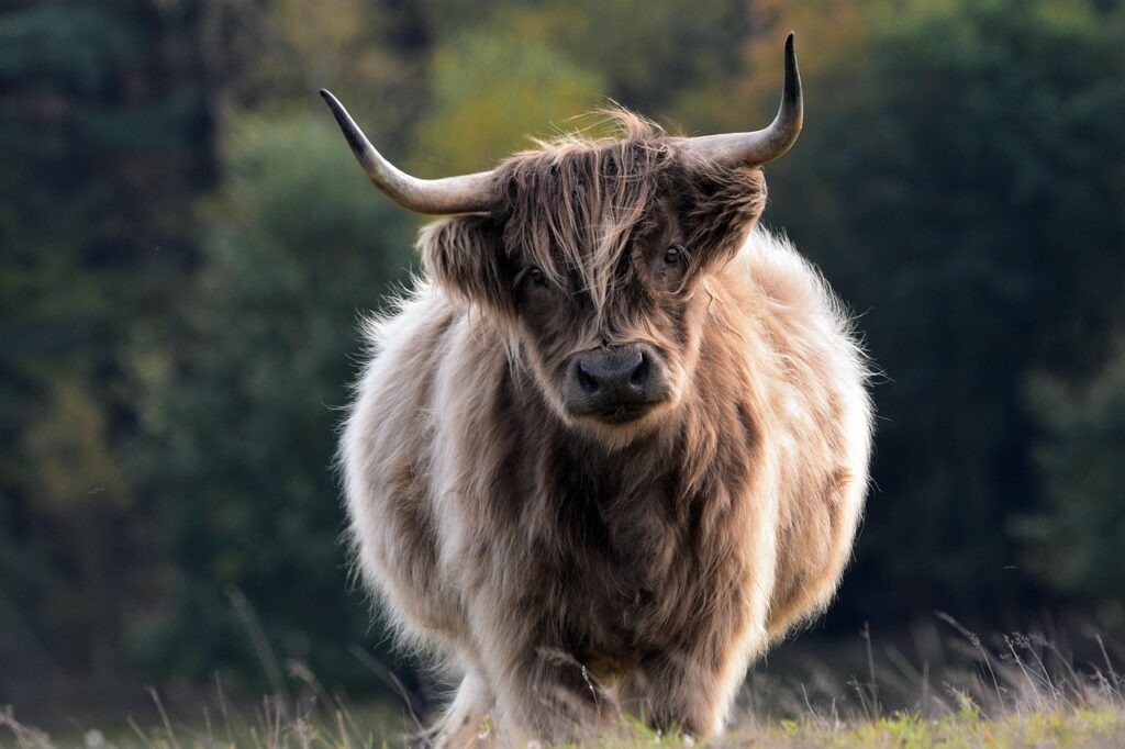 How to Visit Your Adopted Highland Cow