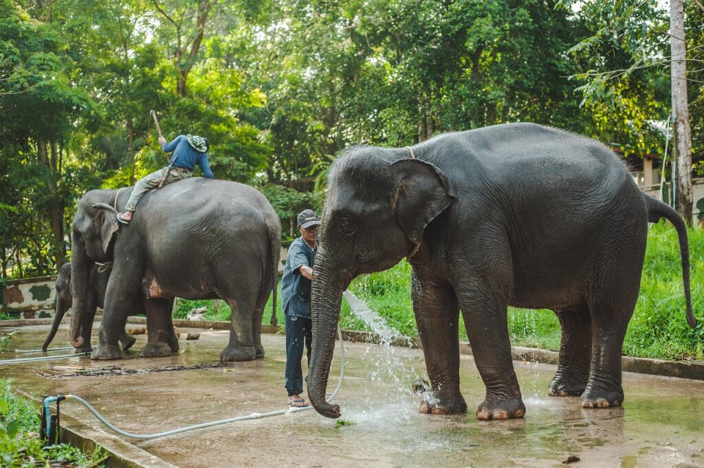Laws and Conservation Efforts