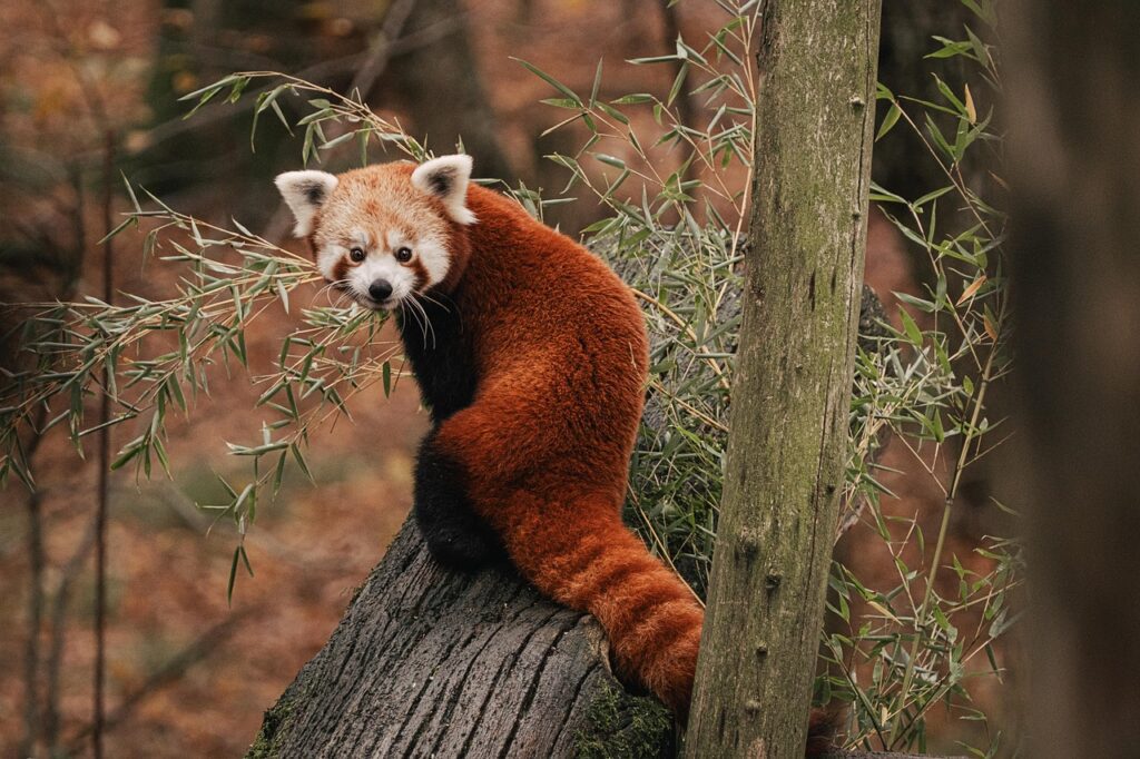 Lesser panda is endangered