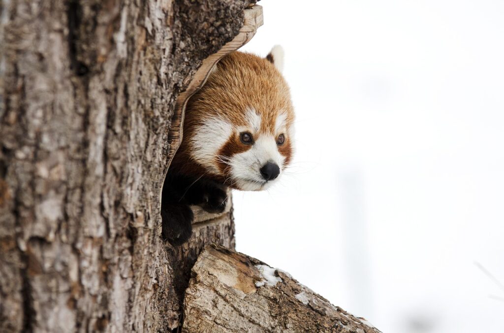 Lets contribute to the survival of this magnificent species.