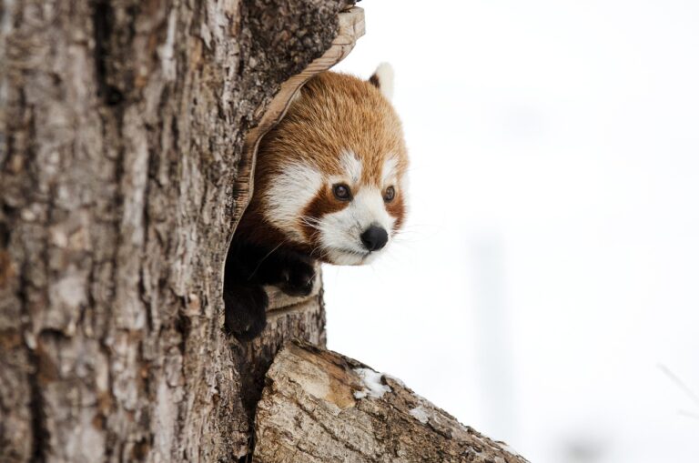 10 Amazing Facts About the Lesser Panda You Didn’t Know - Wildlifepedia