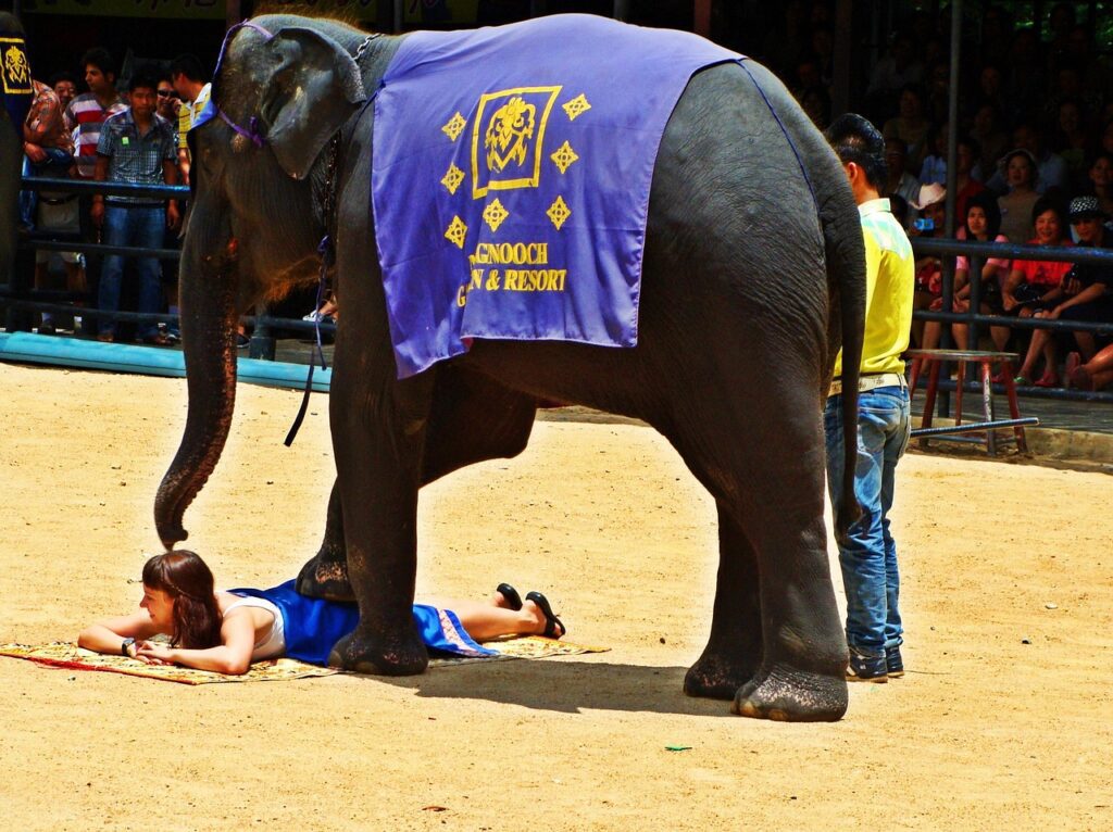 Many elephants were absorbed into the tourism industry