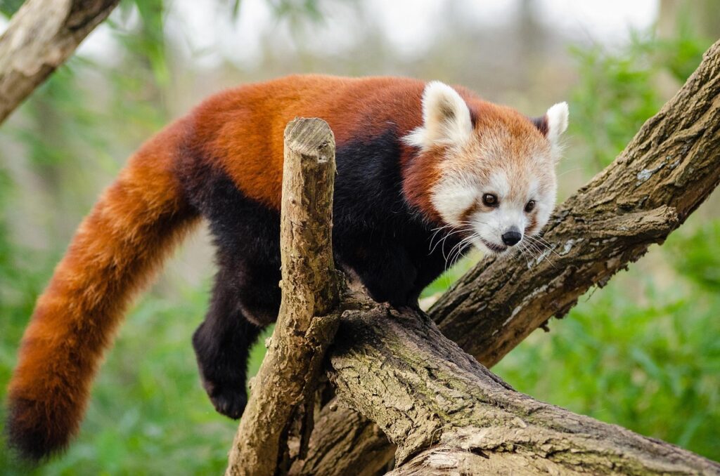 Physical Features and Characteristics of Lesser Panda
