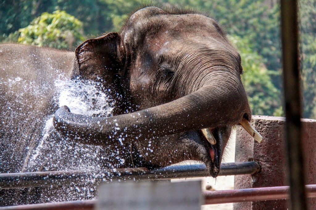 Species of Elephants Found in Thailand