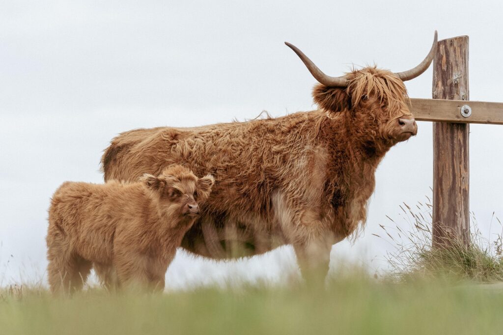 Where to Adopt a Highland Cow