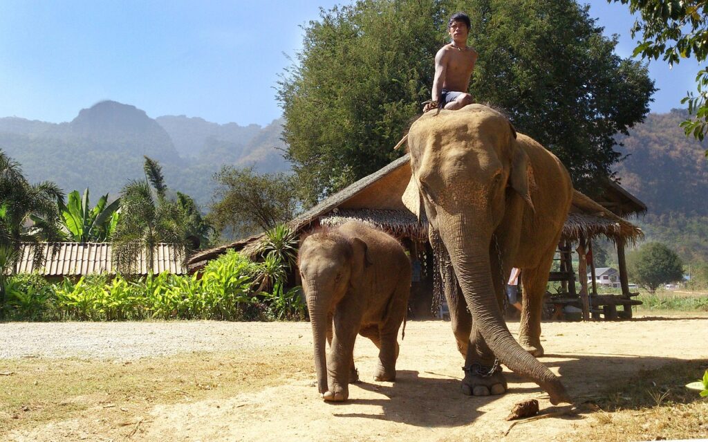 elephants hold a unique and powerful place in the Thai spirit
