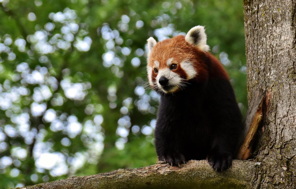 Behavior and Daily Life of Lesser Panda