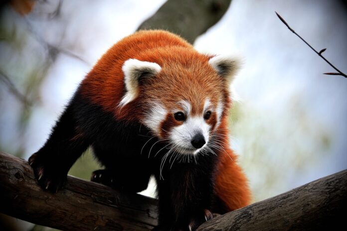 10 Amazing Facts About the Lesser Panda