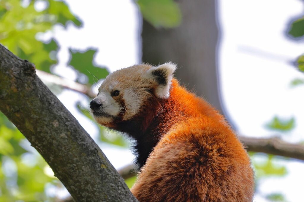 Why are they called “lesser” pandas?