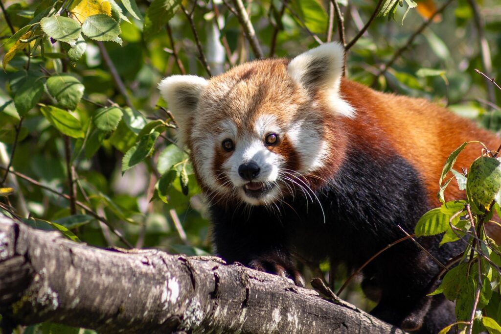 How You Can Help Save the Lesser Panda