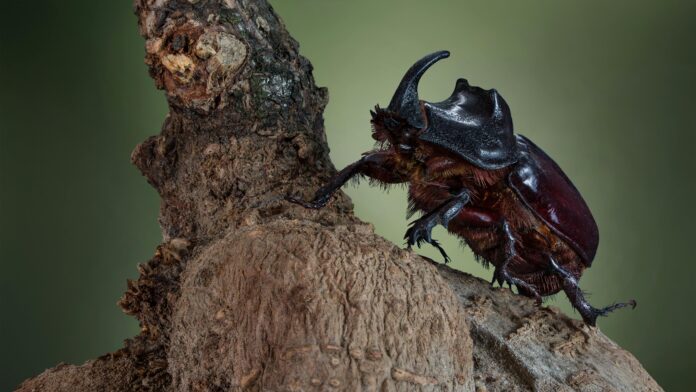 10 Mind-Blowing Facts About the Strongest Animal on Earth