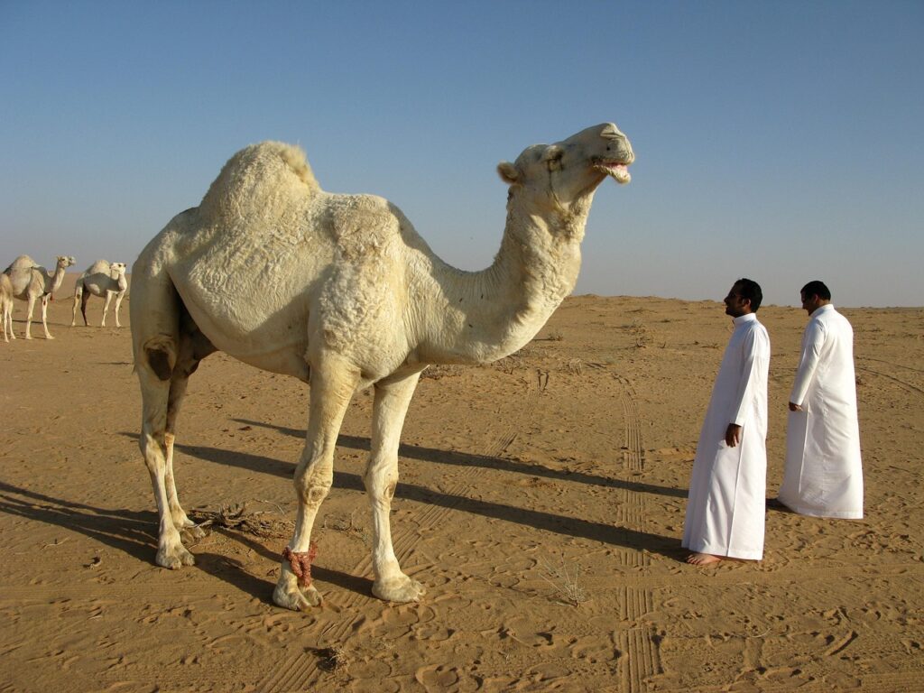 A camel’s diet reflects its environment—tough, scarce, and sometimes unappealing to other animals.