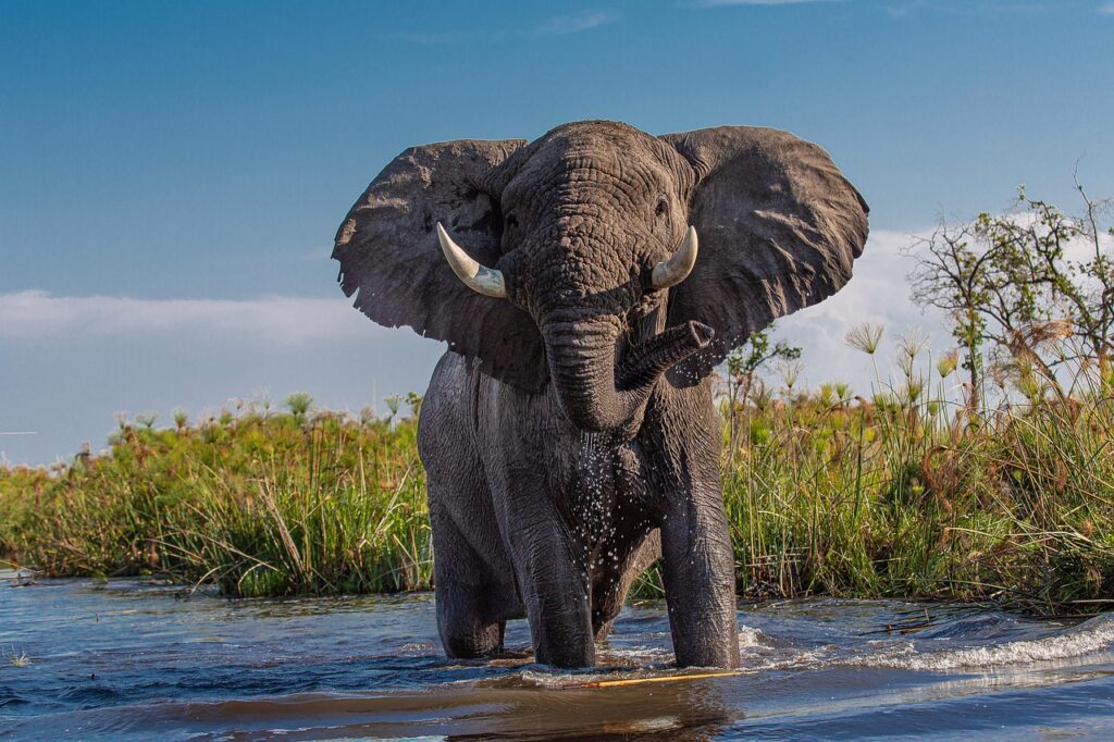 African Elephant – The Gentle Land Giant