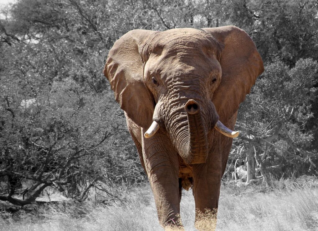 African Elephant – The Massive Muscle