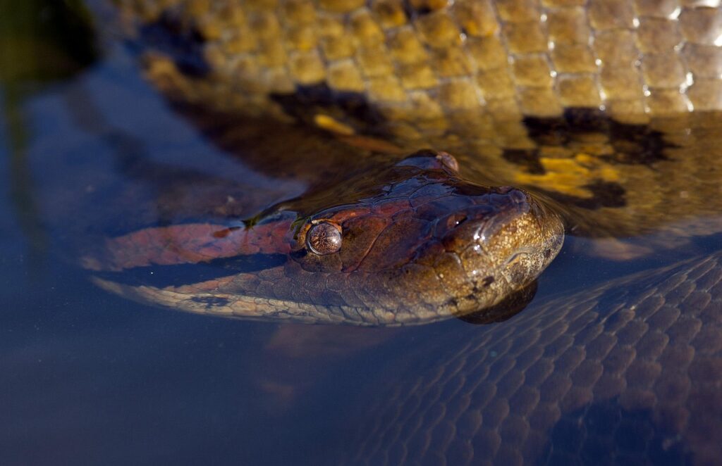 Anaconda – The Crushing Constrictor