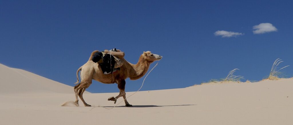 Camels are world champions in water efficiency.
