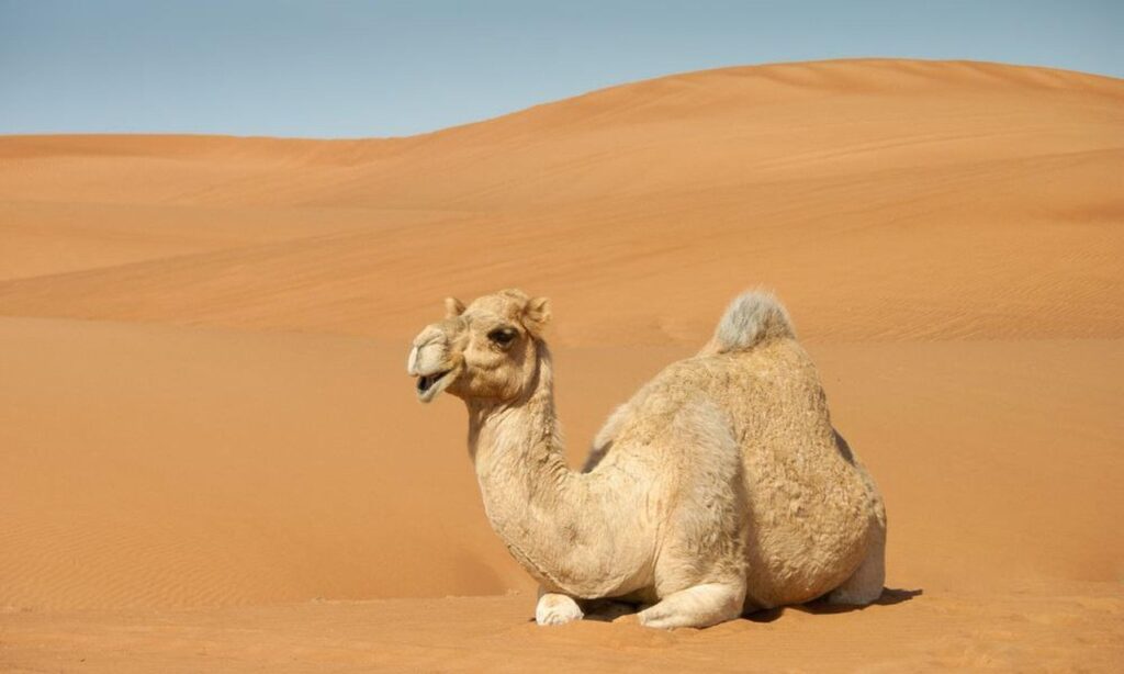Camels often walk in the early morning and late afternoon, avoiding the midday heat