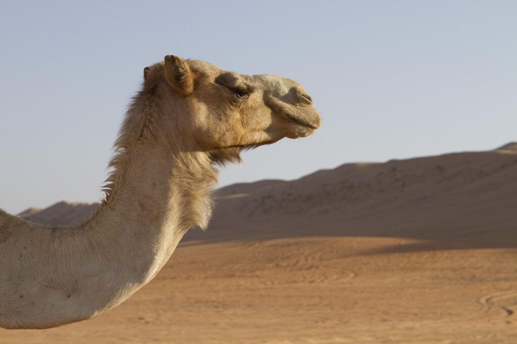 Camels represent the pinnacle of desert adaptation.
