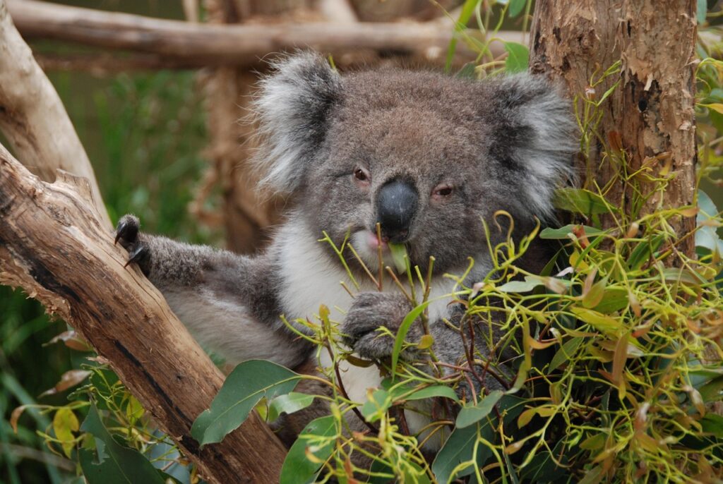Conservation Efforts to Protect Koala Diets