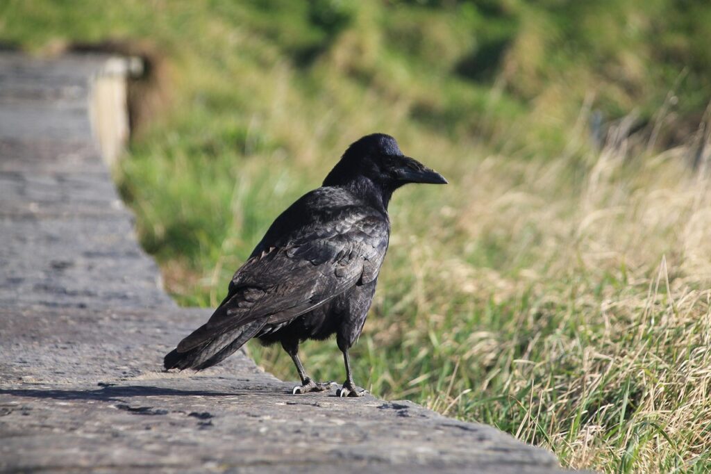 Crows as Observational Learners