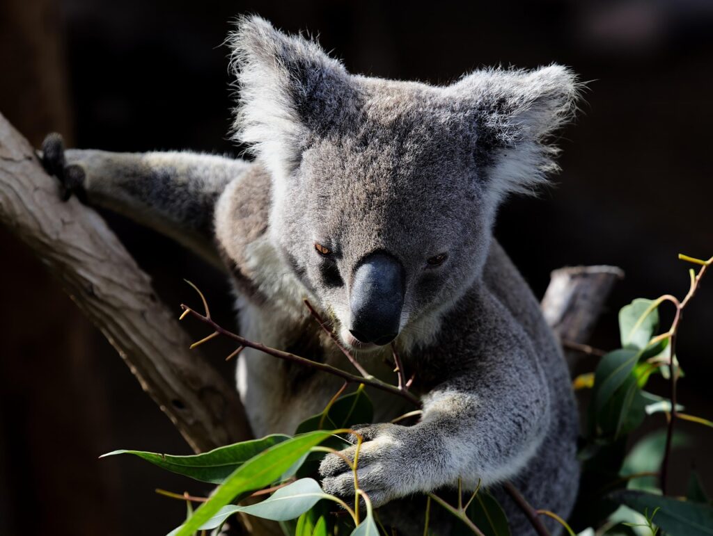Daily Eating Routine of a Koala
