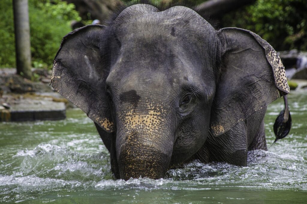 Difference Between African and Asian Elephant Ears