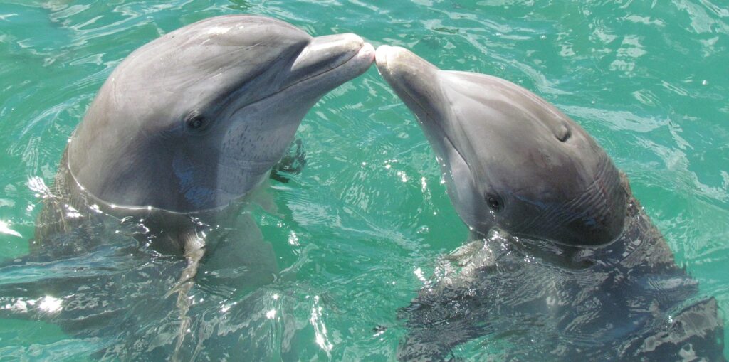 Dolphins often rub against each other, which reinforces friendships and alliances.