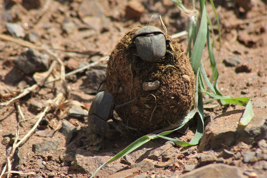 Dung Beetle – The Tiny Titan