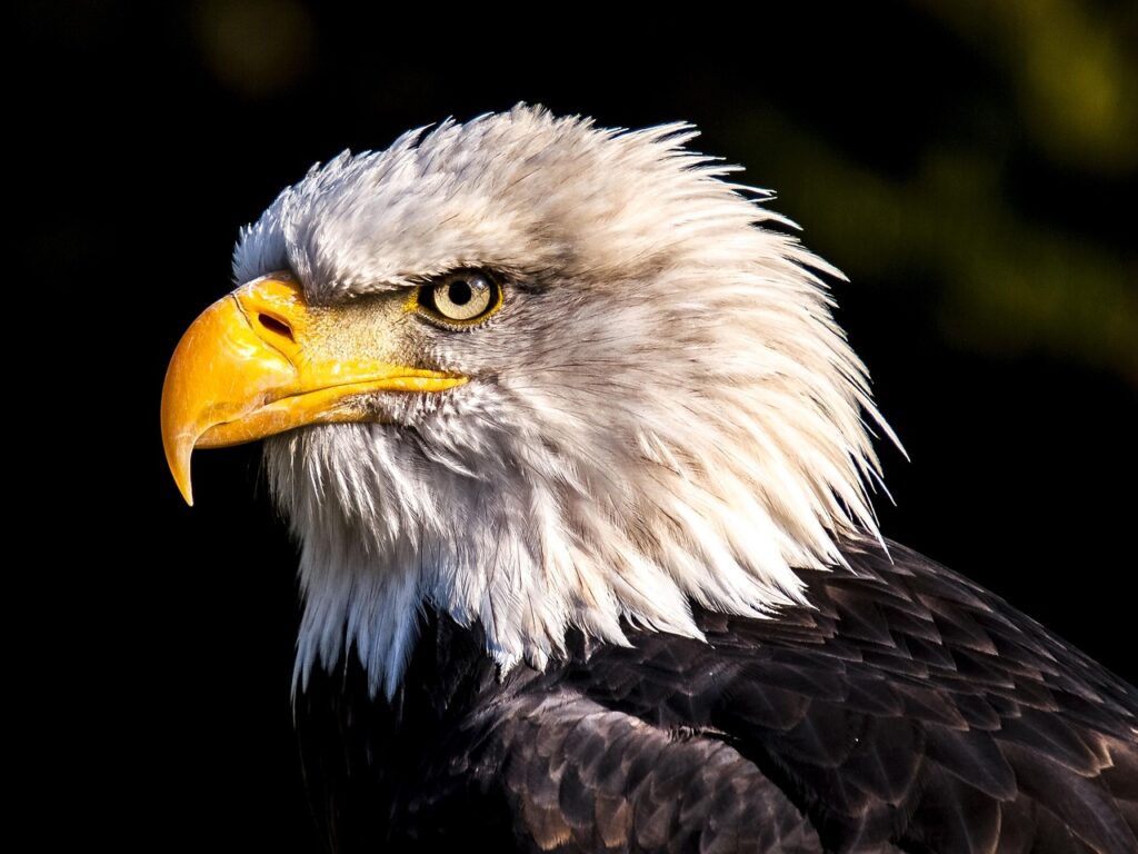 Eagle – The Sky’s Predator