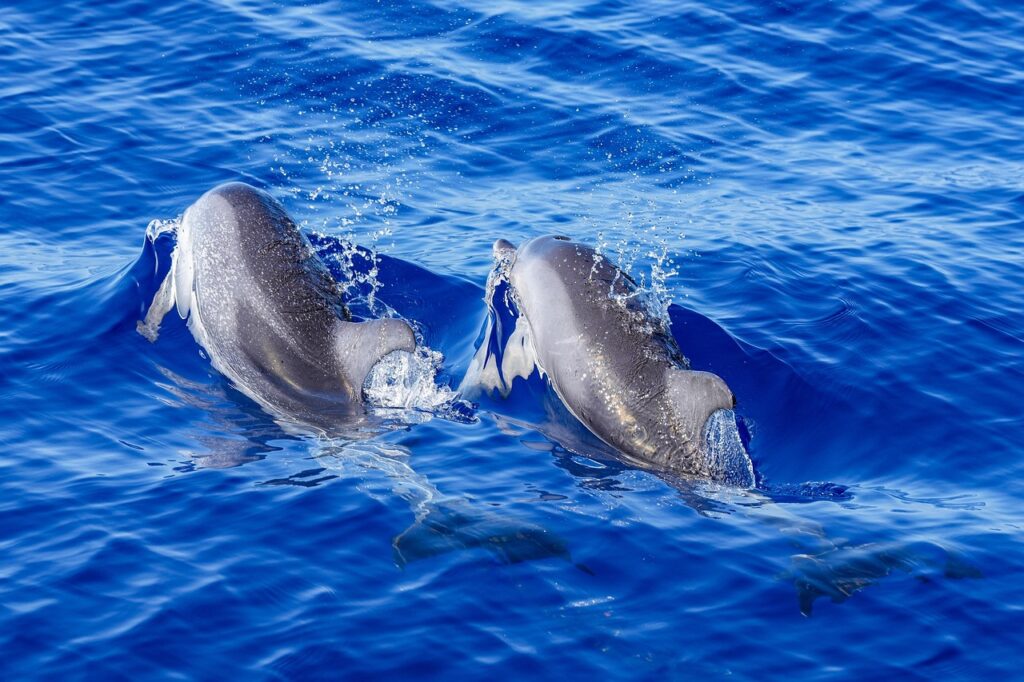 Echolocation Seeing with Sound
