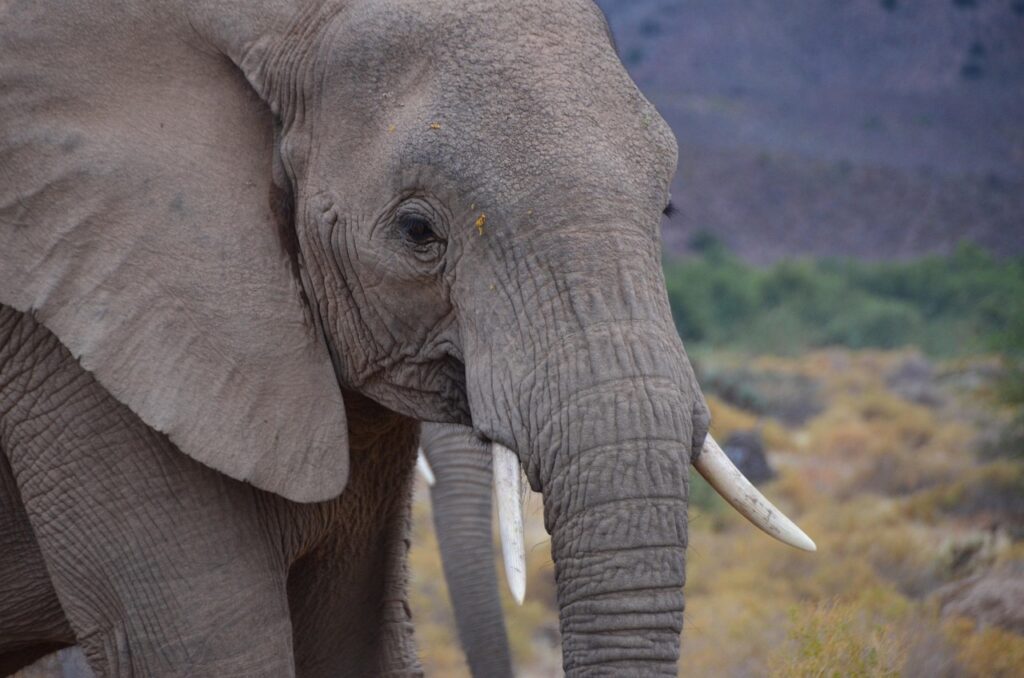 Elephants have been observed touching the bones of deceased relatives with their trunks.