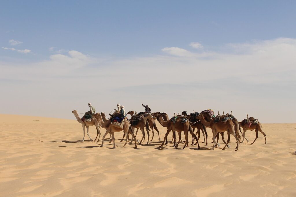FAQs About Camel Survival