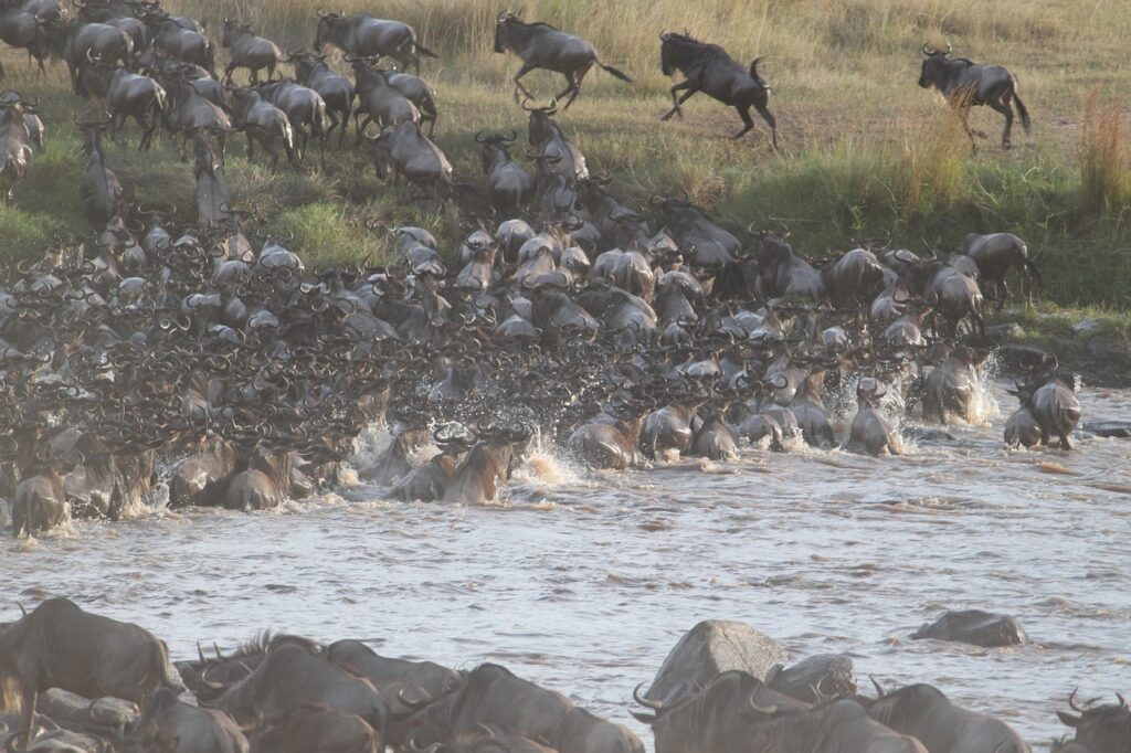 FAQs About the Wildebeest Migration