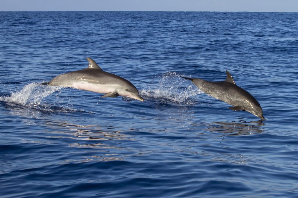 FAQs on Dolphin Communication