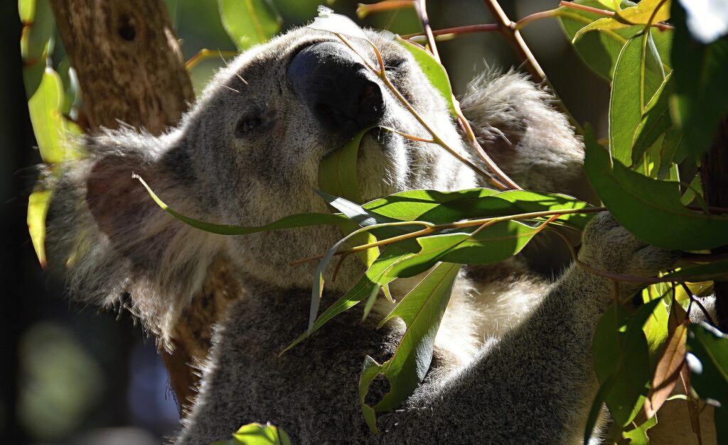 Frequently Asked Questions About Koala Diets