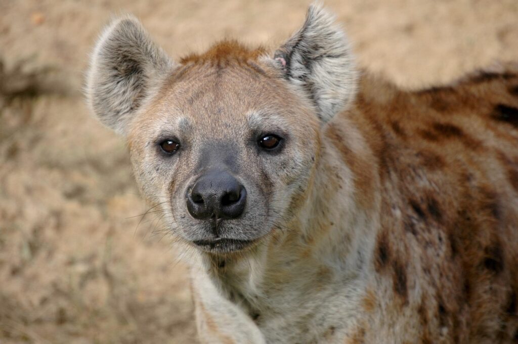 From signaling stress to coordinating hunts, hyena giggles are a finely tuned social tool