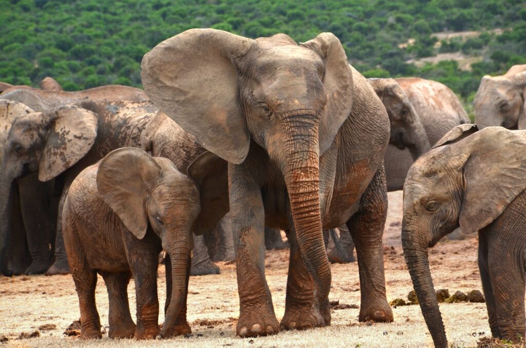 Fun Facts About Elephant Ears