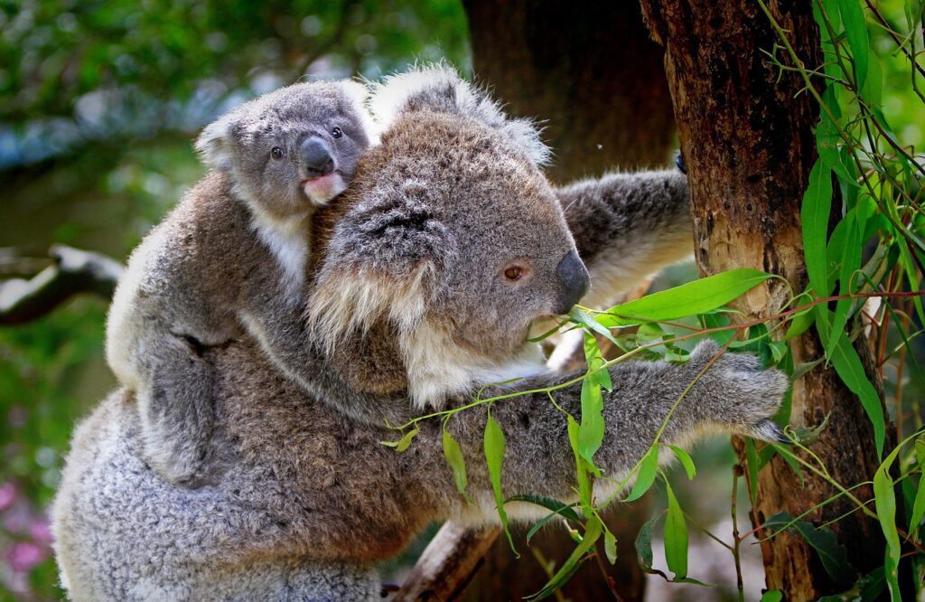 Fun Facts About Koala Eating Habits