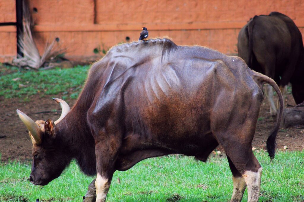 Gaur – The Mighty Wild Bovine