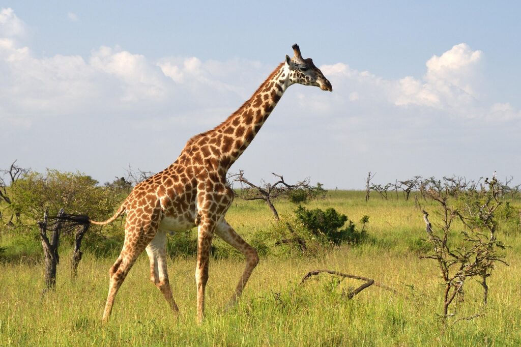 Giraffe – The Towering Heavy Giant